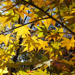 Acer palmatum Arakawa